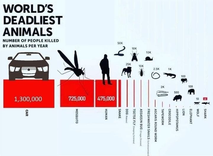 Deadly animals.jpg